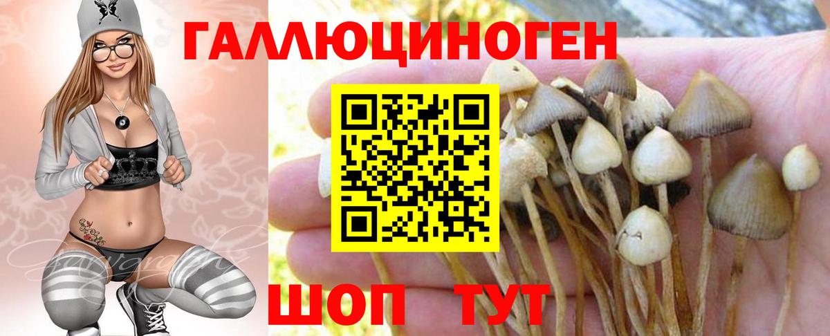 Карачаевск  Псилоцибиновые грибы мухоморы  Вход с VPN  Галлюциногенные грибы GOLDEN TEACHER 